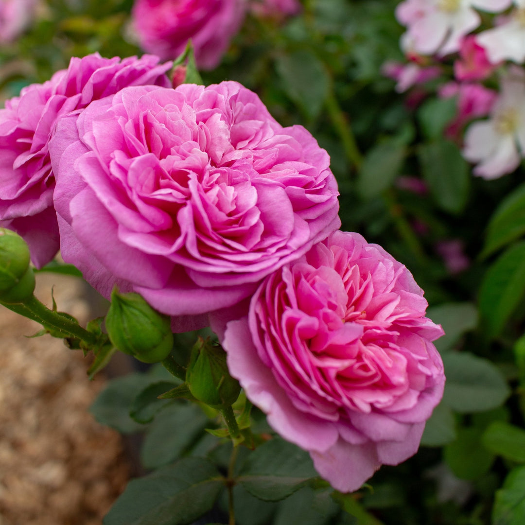 Sandringham – Peter Beales Roses