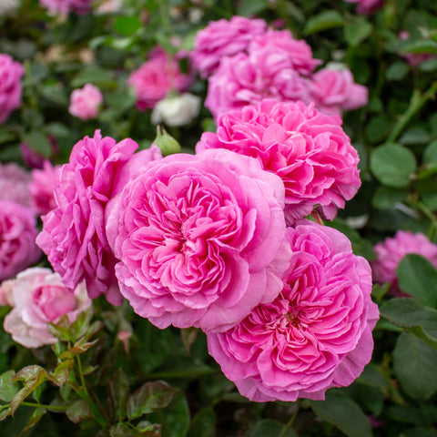 Cluster of pink double rose flowers with layered petals and green foliage