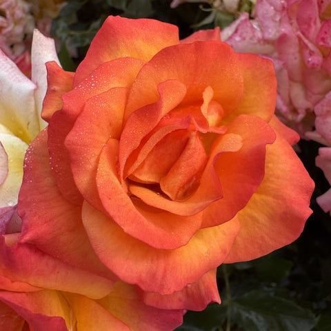 Orange and pink rose bloom with layered petals
