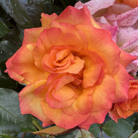 Bright orange rose bloom with pink edges on layered petals