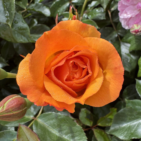 Orange single rose bloom surrounded by green leaves and buds