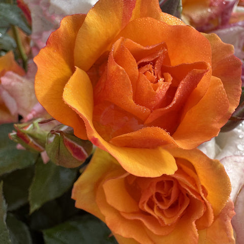 Close-up orange rose bloom with ruffled layered petals