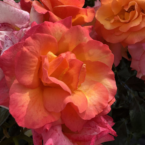 Pink rose bloom with warm orange highlights and layered petals