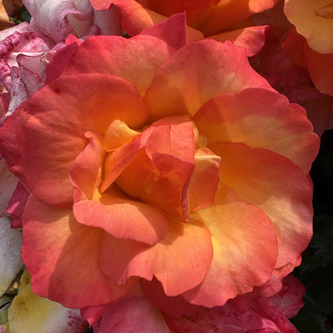 Pink and orange rose bloom with soft gradient petals