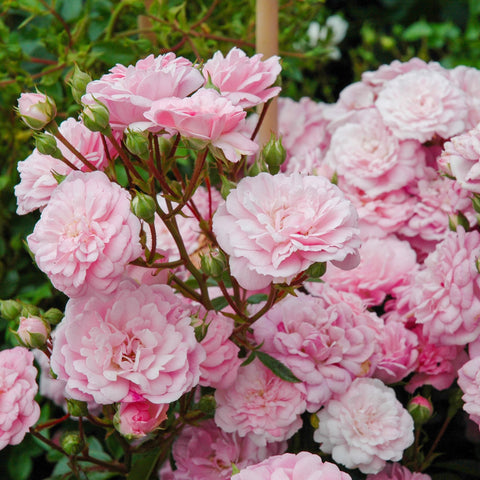 Cluster of pale pink roses with double, ruffled petals and green leaves