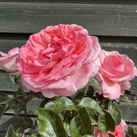 Fragonard rose plant with pink double blossoms and green glossy leaves