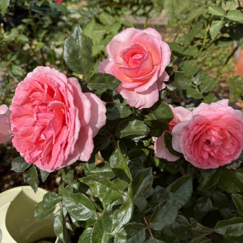 Fragonard rose plant with three pink double blooms and dark green leaves