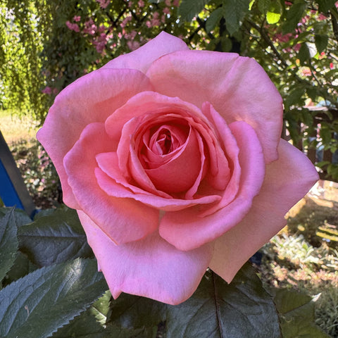 Fragonard rose blossom with soft pink layered petals and dark green leaves