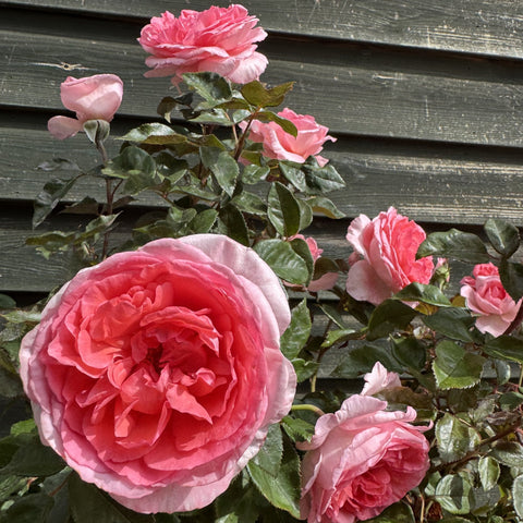 Fragonard rose plant with multiple pink blossoms and glossy green leaves