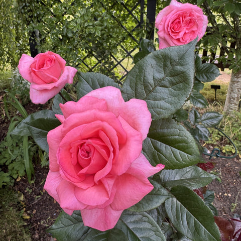 Fragonard rose plant with pink rose blooms and large textured green leaves
