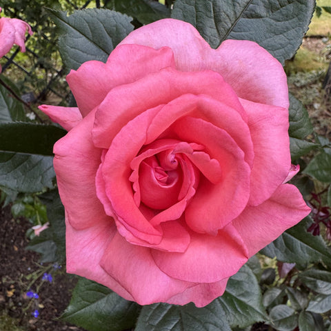 Fragonard pink rose bloom close-up with layered petals and green leaves