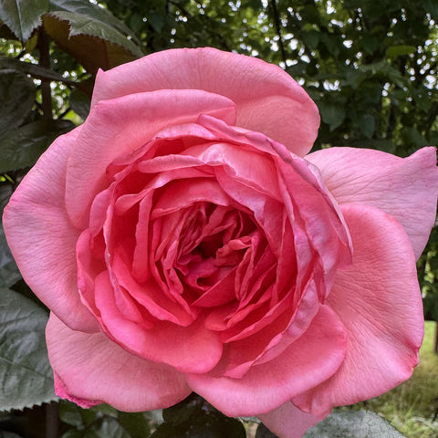 Fragonard rose blossom with bright pink layered petals and dark green leaves