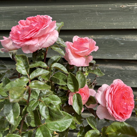 Fragonard rose plant with pink blossoms and dark green leaves against a wooden wall