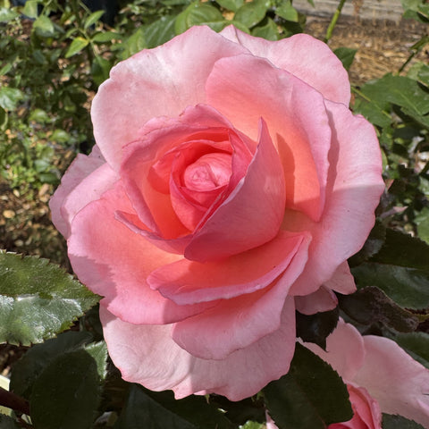 Fragonard rose blossom with pink petals and a red-toned center