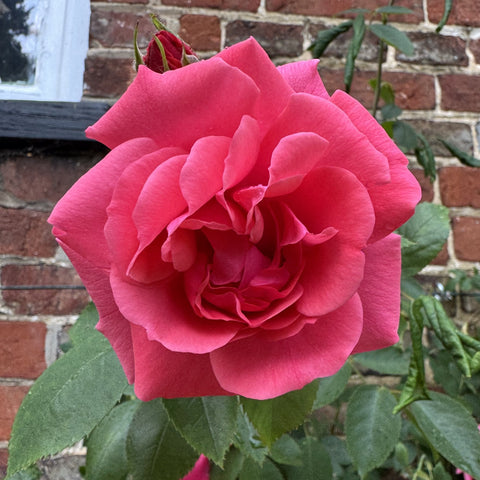 Pink double rose bloom with layered petals and green leaves