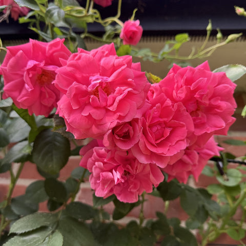 Cluster of pink double rose blooms with green foliage