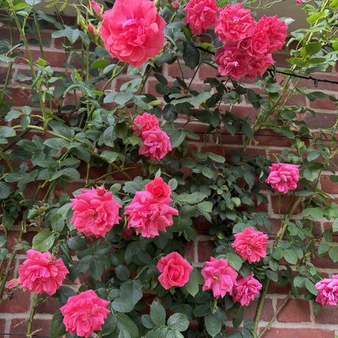 Pink rose bush with multiple double blooms and green leaves
