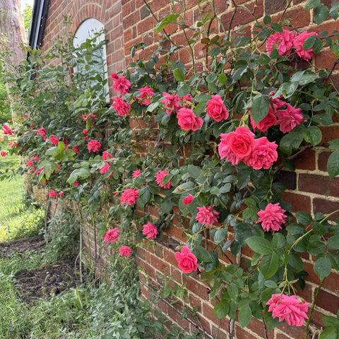Pink climbing rose with trailing stems and clusters of double blooms