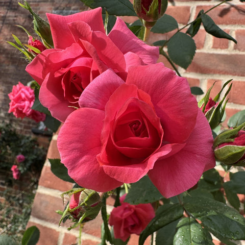 Close-up pink double rose bloom with layered petals and green leaves