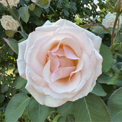 Cream and pale pink rose bloom on green leaves in garden
