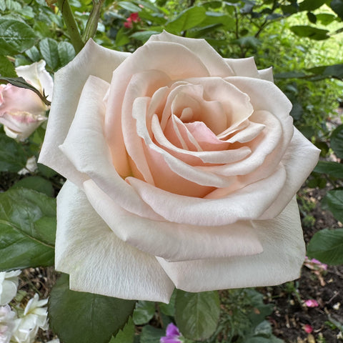 Double-flower rose with cream petals and peach center on leafy stem