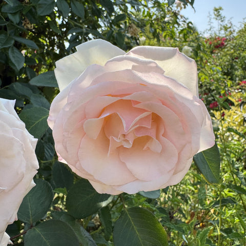 Large cream rose with pale peach center, close-up on green foliage