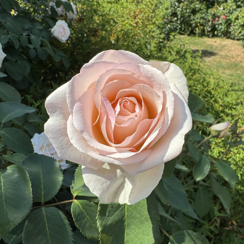 Cream rose with peach-toned center, blooming on green bush