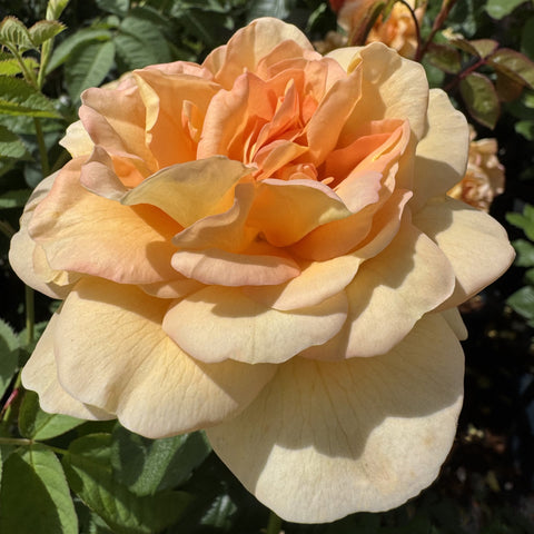 Peach and cream rose bloom with layered petals on a leafy stem