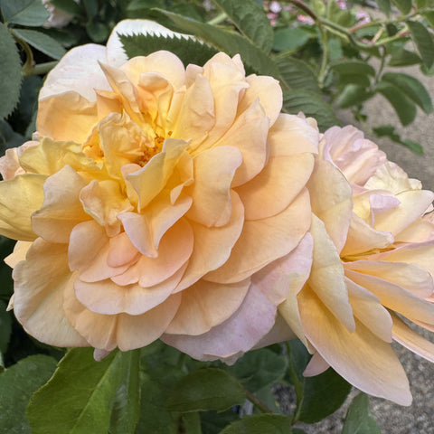 Cream and peach rose flower cluster with soft ruffled petals and green leaves