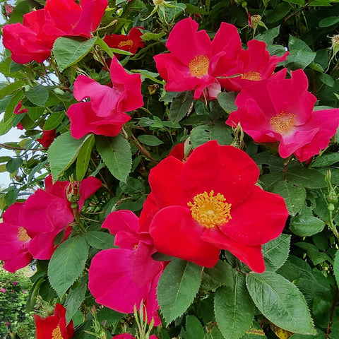 Scarlet ember rose plant with bright red-pink flowers and green leaves