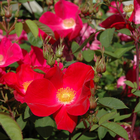 Scarlet ember rose close-up with red-pink blooms, yellow centers, and buds