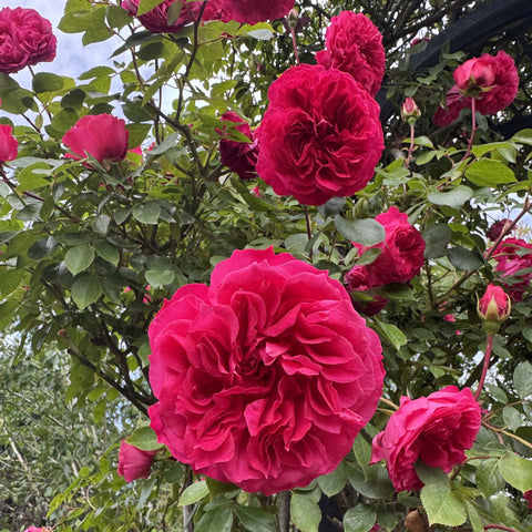 Rose shrub with deep pink double blooms and glossy green leaves