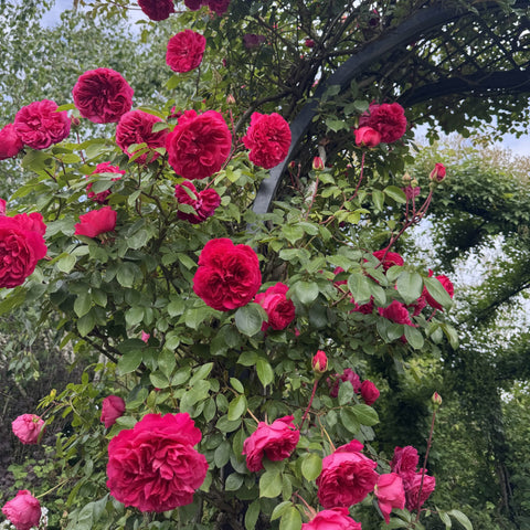 Rose shrub covered in deep pink double flowers and green foliage