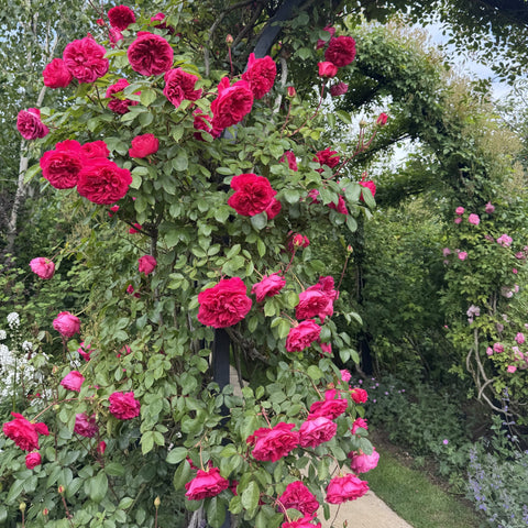 Rose shrub with clusters of deep pink double blooms and green leaves on branches