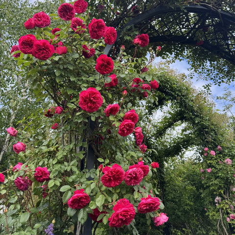 Rose shrub with deep pink roses clustered along arching branches