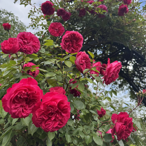 Close view of deep pink double rose blossoms with green leaves and buds