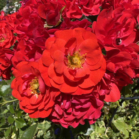 Red rose blossoms with layered petals and yellow centers on green leaves