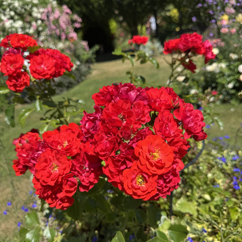 Cluster of bright red roses with layered petals and yellow centers on stems