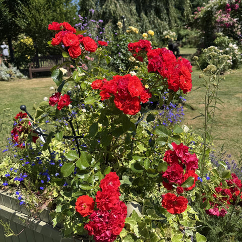 Red rose plant with multiple blooms and green leaves, visible stems and buds
