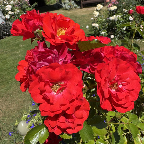 Large red rose blossoms with layered petals and yellow centers on leafy stems