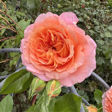 Orange-pink rose flower on green leafy shrub with buds