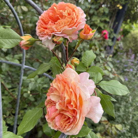 Peach and pink rose blossoms on green shrub with several buds