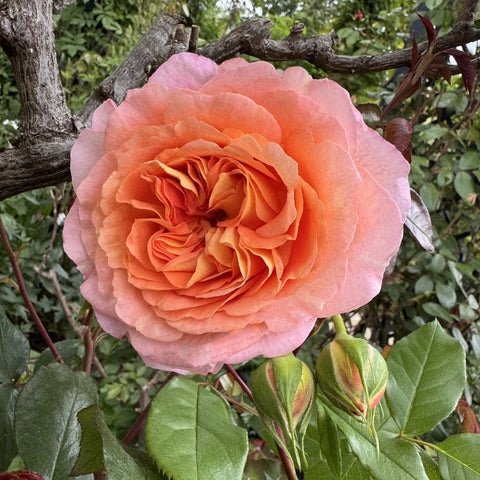 Large orange-pink rose with curled petals and green leaves on shrub
