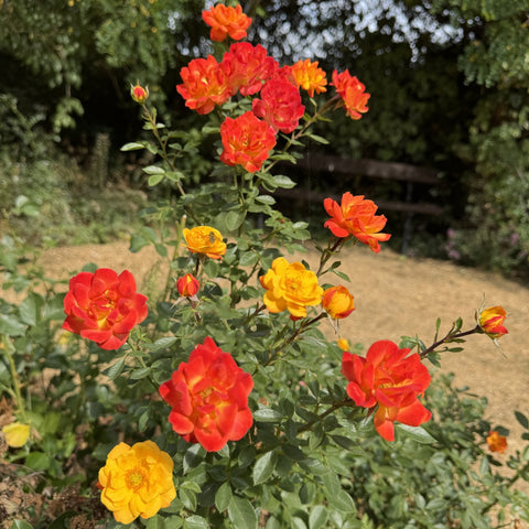 Rose plant with orange and yellow blooms and green leaves