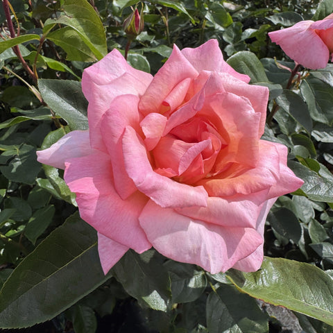 Pink rose bloom with layered petals on leafy plant