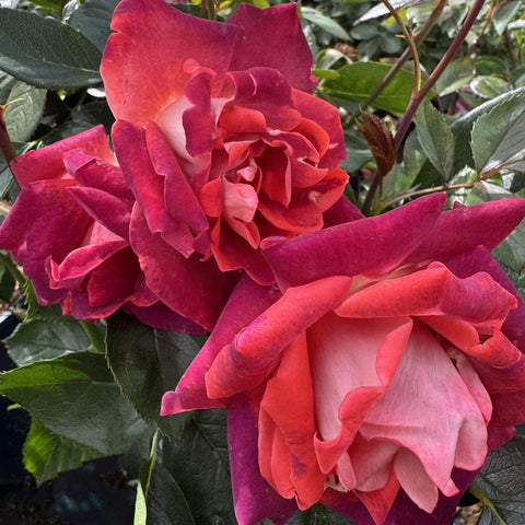 Red ruffled rose flowers with layered petals and green leaves