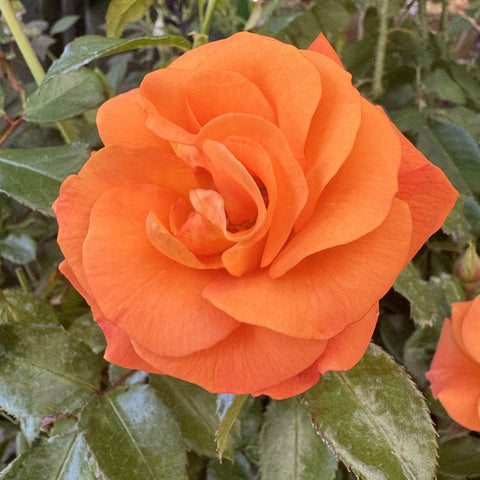 Orange rose flower with layered petals and green leaves on the stem