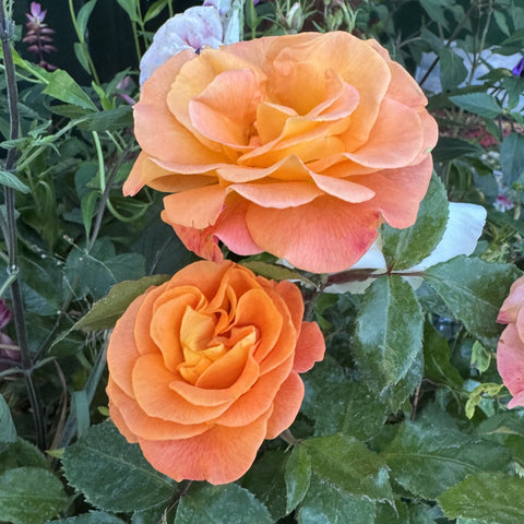 Pair of peach and orange rose blooms with textured green leaves