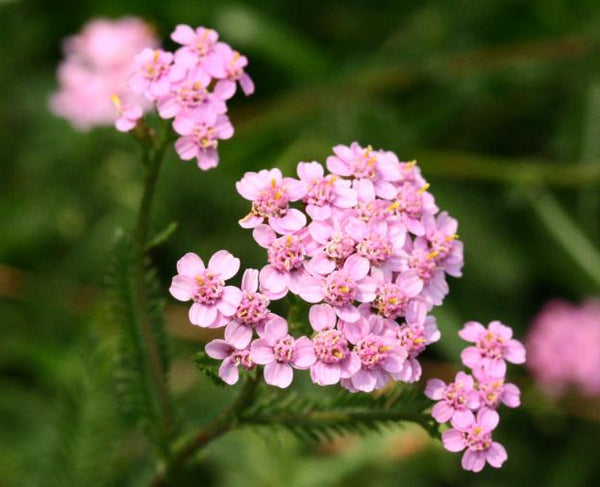 Yarrow