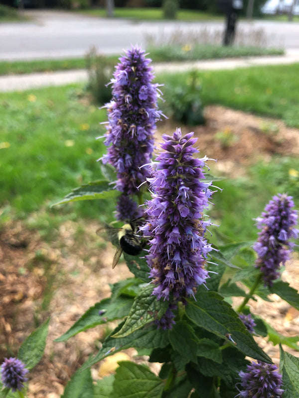 Anise Hyssop
